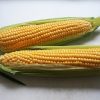 Sweet Corn Latte powder - Image 2